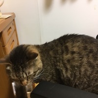 カカ