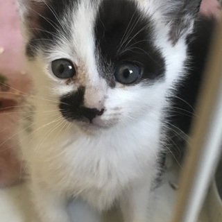 市松模様の白ブチ♂2か月