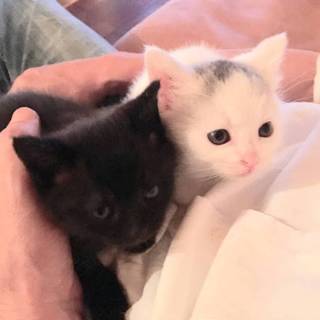 子猫2匹の里親を探しています。