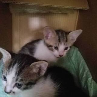 急募！子猫の里親募集！