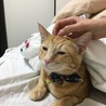 ごろスリちゃん