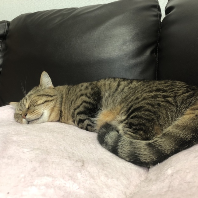 ぷちにゃんこのカバー写真