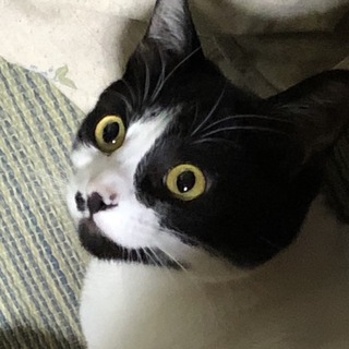 アゴ髭「もうちゃん」