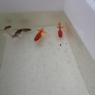 金魚の里親募集　琉金明け2才