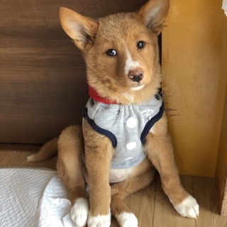 里親決定しました。