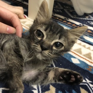 子猫里親募集！