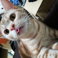 すみそ