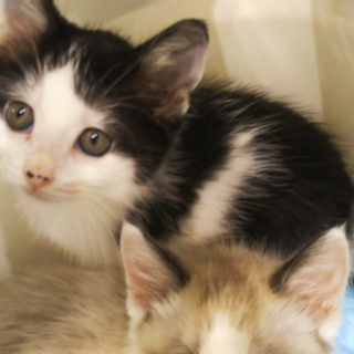 正式譲渡♥愛護センターレスキュー♥まおん