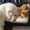 フトモモン