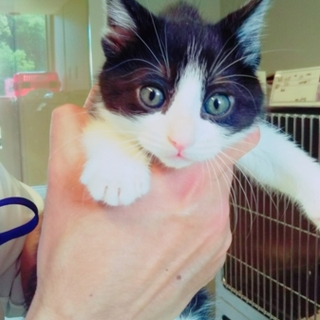 正式譲渡♥愛護センター♥まのん