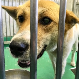 一時保護のためセンターより引き出されました