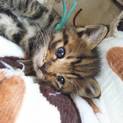 キジトラ子猫4匹