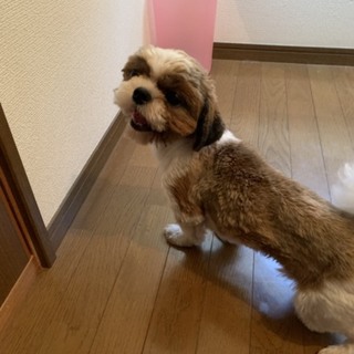 シーズー男の子☆9ヶ月