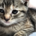 生後一ヶ月の子猫です。3ぴきめ（キジトラ猫）