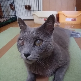 目が病気のロシアンブルー★膝乗りニャンコ