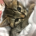 甘えっ子です