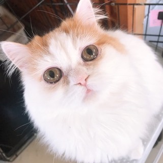 穏やかで優しいサイベリアン♂ベール君