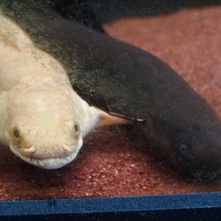 エンドリ＆レピドシレンの里親募集