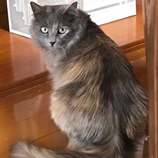 臆病だけど甘えん坊サビ長毛のモネさん