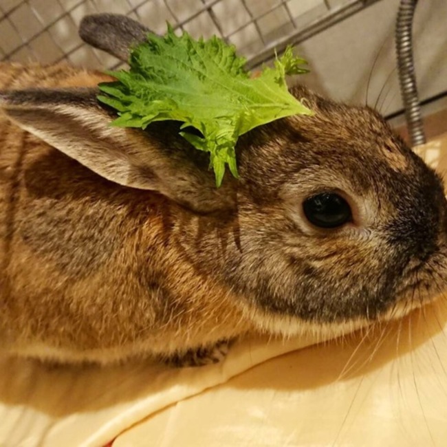 里英のカバー写真