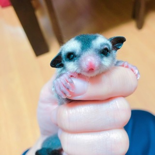 モモンガベビー/男の子/