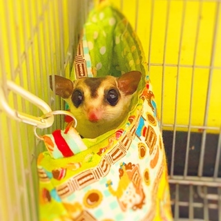 モモンガ/男の子/2歳/ホワイトフェイス