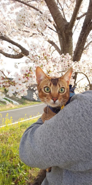 嵐(らん)ちゃん