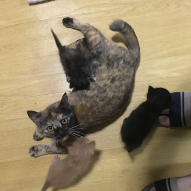 くみこえんちょうのカバー写真