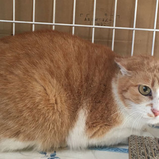 茶白の女の子「じゃる」