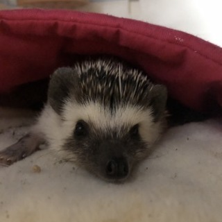 元気なハリネズミのそらちゃん