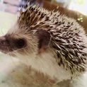 ハリネズミの里親募集します！