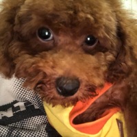 モカ
