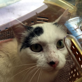 こう見えて抱っこ好き！「シロキチ」