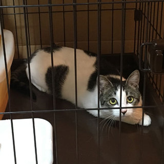 白キジトラのお転婆な女の子「アミ」