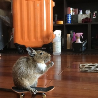 デグーちゃん(おこげ 3歳)の里親を募集します。