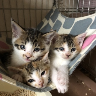 三毛猫三姉妹