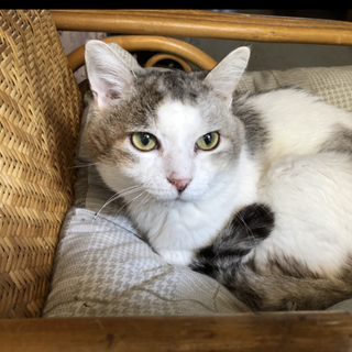 編集中 久留米市/ブチ♂里親募集中