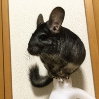 くんくん