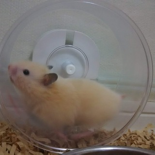 ハムスターの里親募集