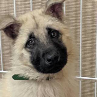 この子を助けてください。