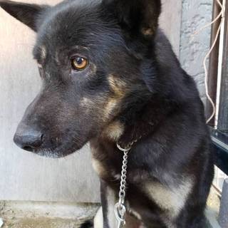 この子を助けてください。