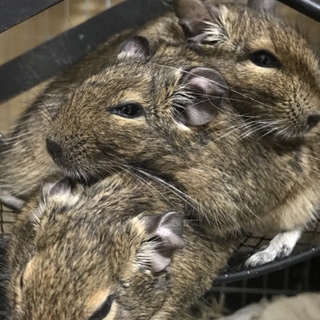 デグー 兄弟 姉妹  一歳未満