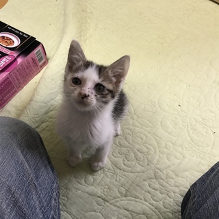 生後約1ヶ月オス猫の里親を募集します