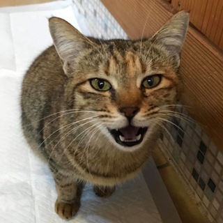 ありがとうございました