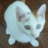 nano15(保護活動者)