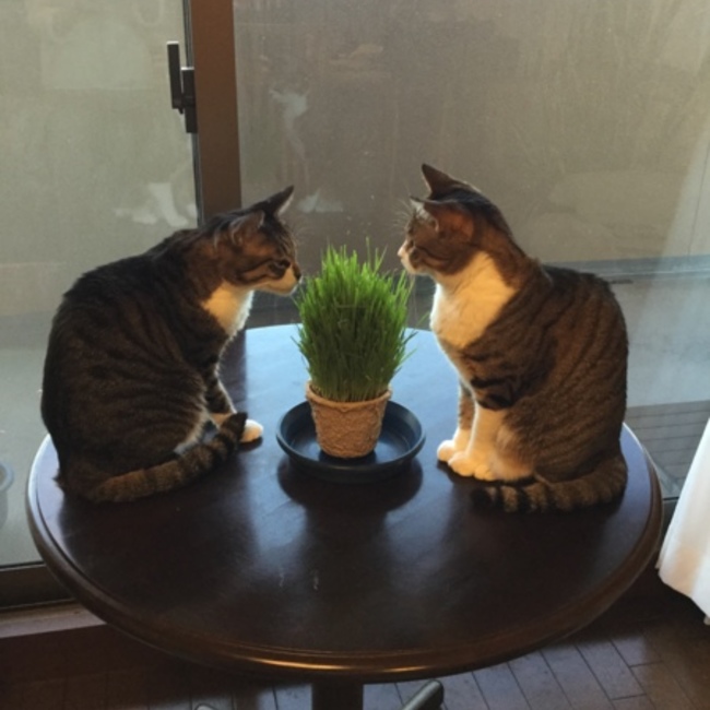 nano15のカバー写真