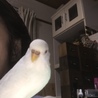 肩に乗るのが大好き