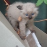 子猫 飼い主募集 サムネイル3