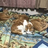 ハビーパパ
