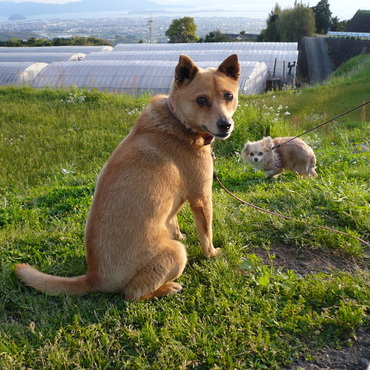 チョコ・・暑くなってきたよ～！！（￣。￣；）